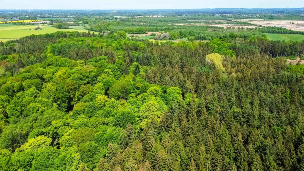 Bosques alemanes aumentan un 3% anual la absorción de metano, clave contra el cambio climático